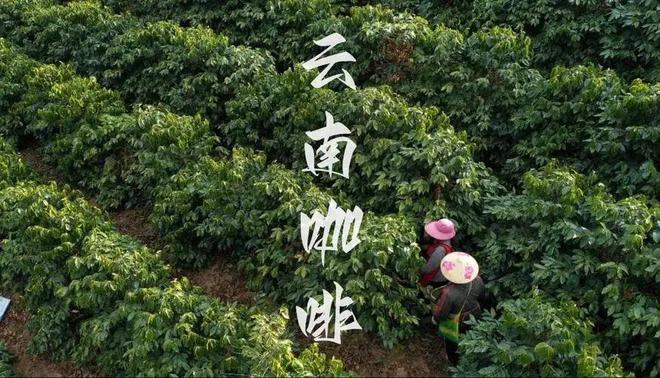 啡：彩云之南的馥郁传奇mg不朽情缘网站云南咖(图12)